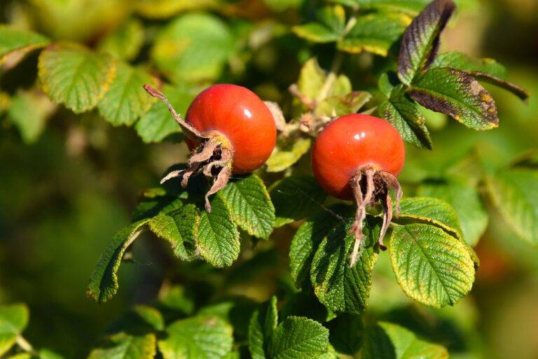 Investigating Fast Food’s Contribution to Sustainable Agriculture