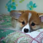 Reddybook: Revolutionizing Digital Publishing with Integrated Laser247 Solutions