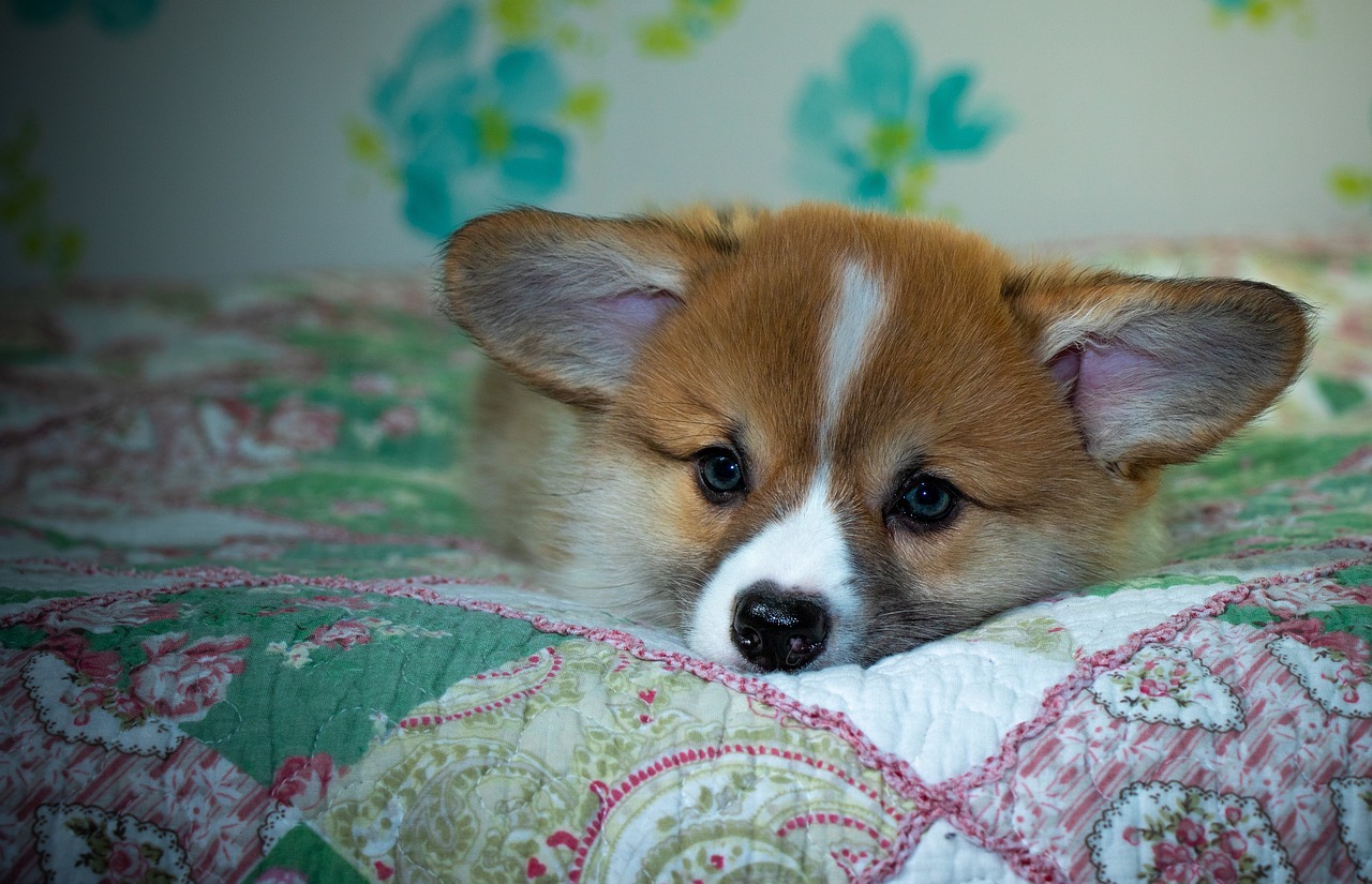 Reddybook: Revolutionizing Digital Publishing with Integrated Laser247 Solutions